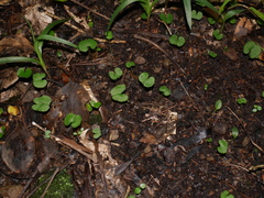 Corybas trilobus