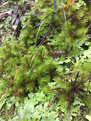 Dendroligotrichum tongariroense