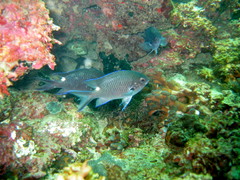 Chromis fumea