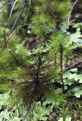 Dendroligotrichum tongariroense