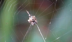 Gasteracantha sacerdotalis