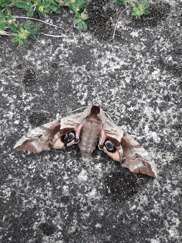 Smerinthus ocellatus ocellatus