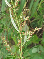 Artemisia rubripes