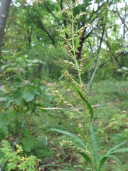 Artemisia rubripes