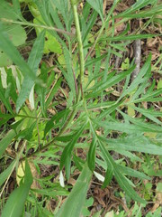 Artemisia rubripes