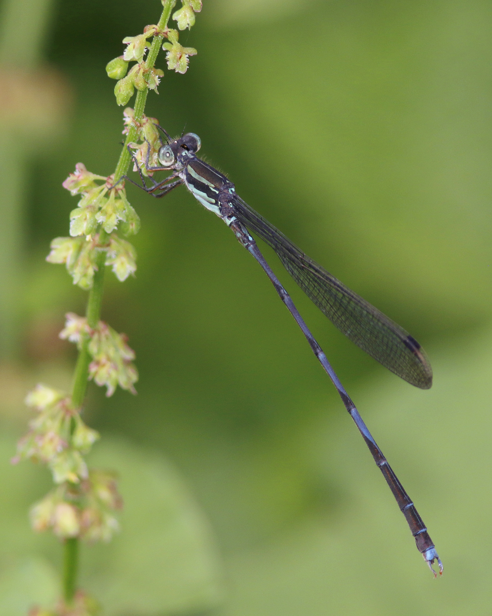 Blue Reedling