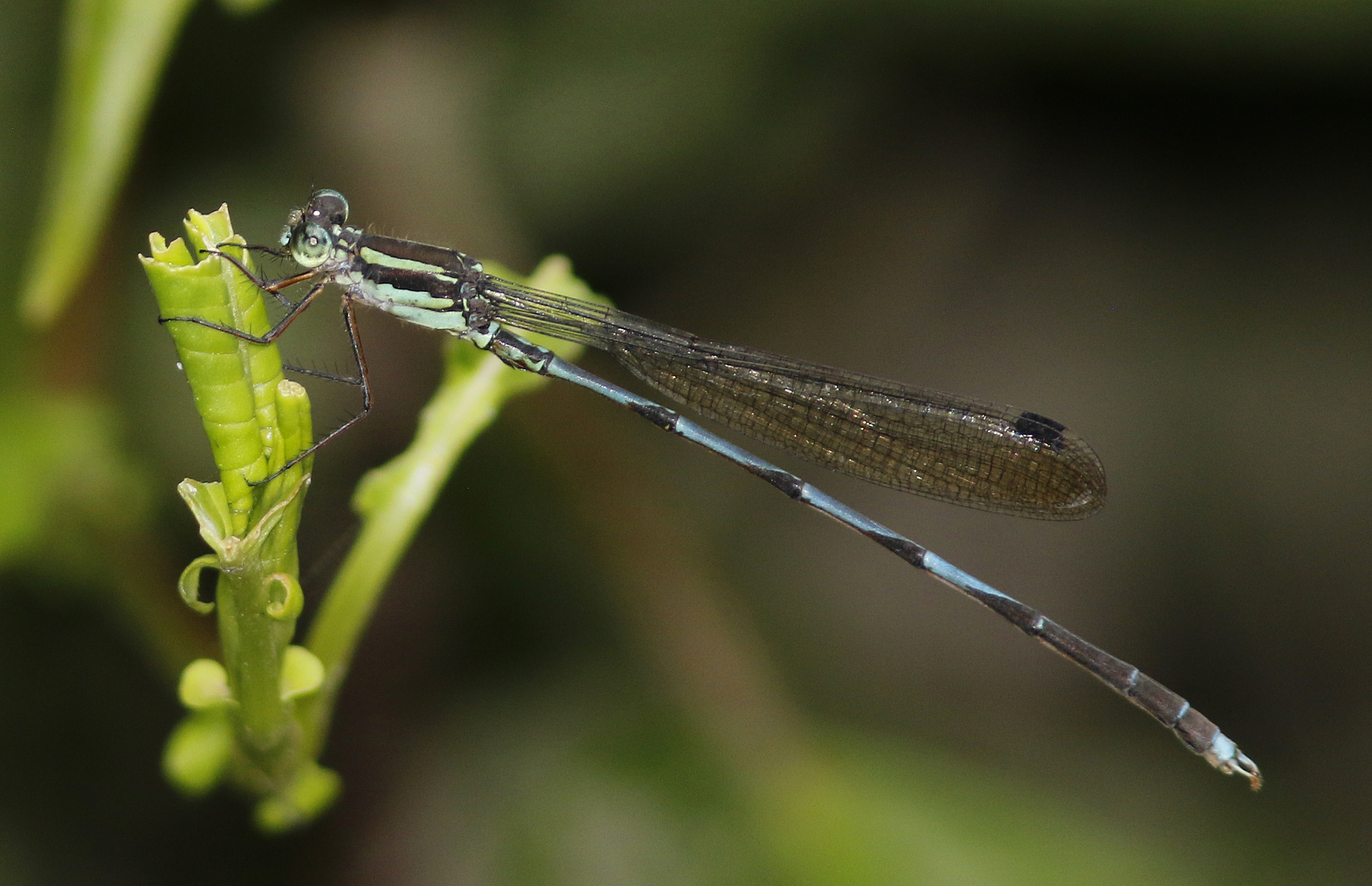 Blue Reedling