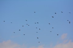 Corvus cornix cornix