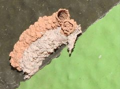 Paraleptomenes miniatus