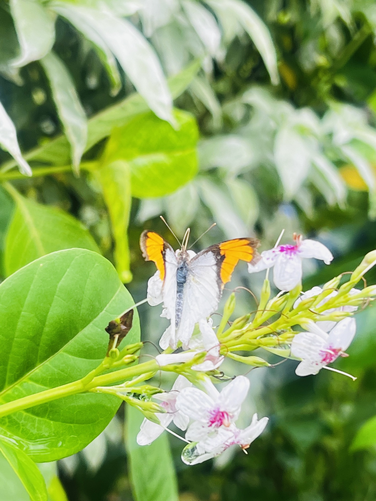 White Orange-Tip