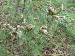 Syneilesis aconitifolia