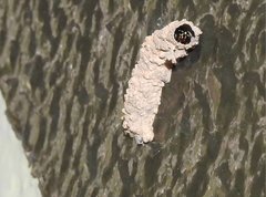 Paraleptomenes miniatus