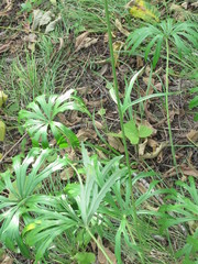 Syneilesis aconitifolia