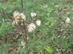 Syneilesis aconitifolia
