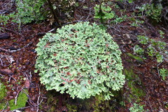 Pseudocyphellaria homoeophylla