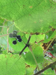 Vitis amurensis