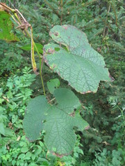Vitis amurensis