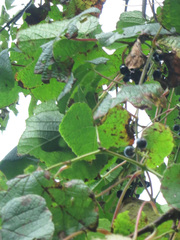 Vitis amurensis