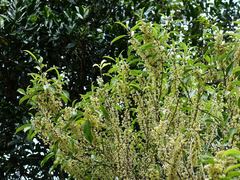 Melicytus macrophyllus