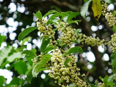 Melicytus macrophyllus