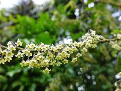 Melicytus macrophyllus