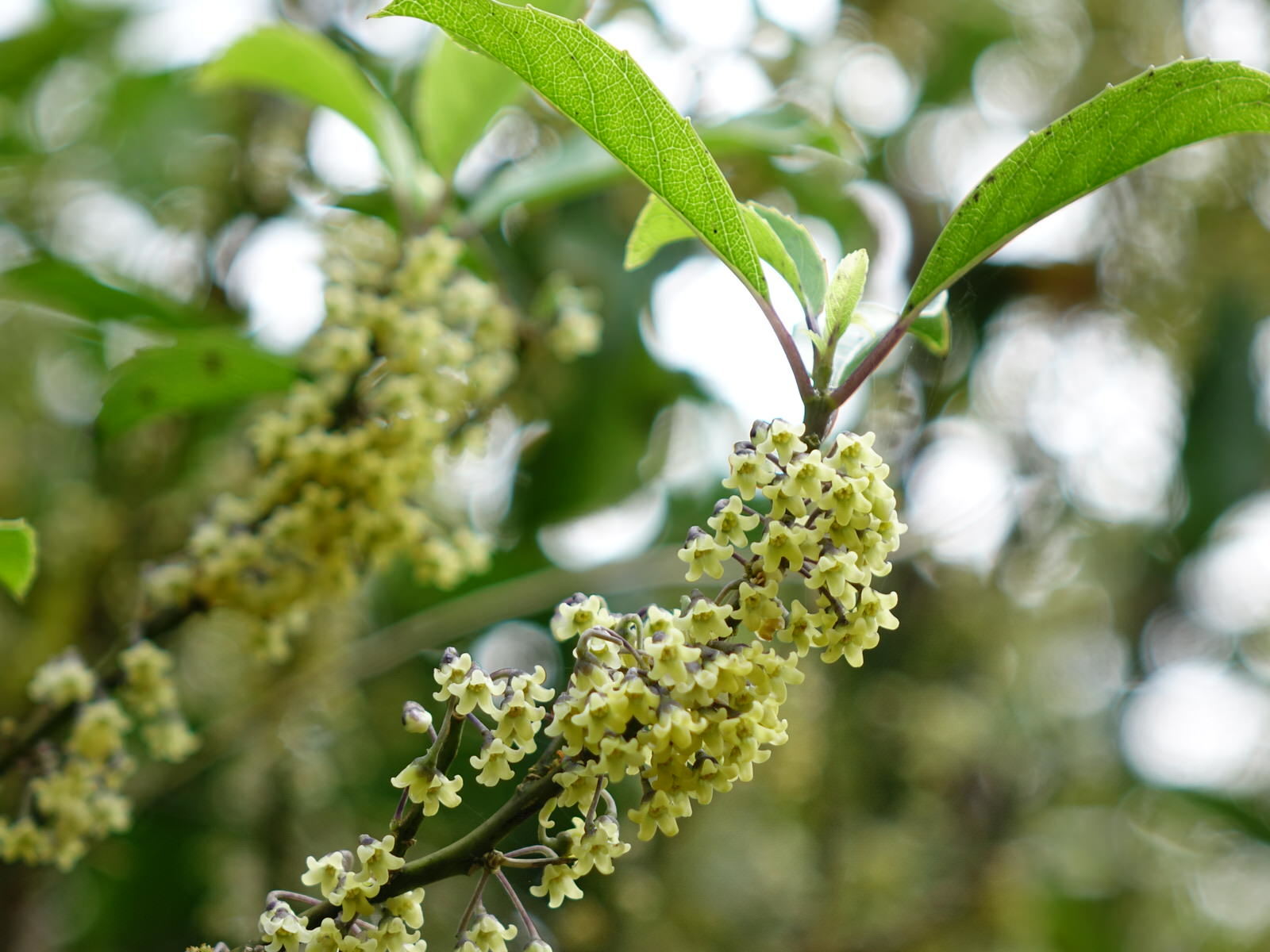 Melicytus