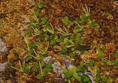 Coprosma perpusilla perpusilla