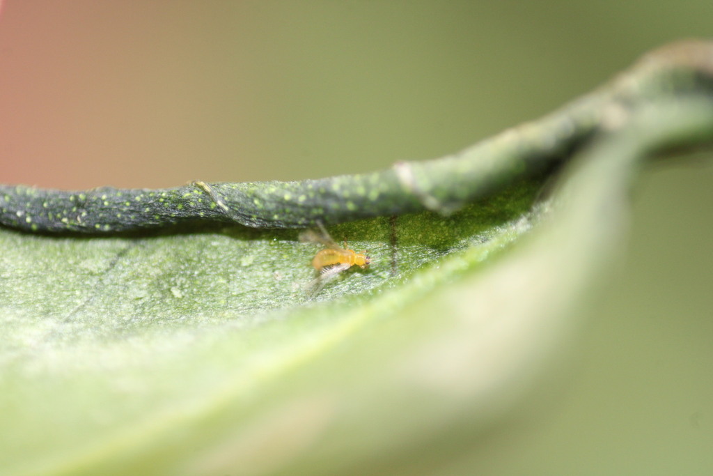 Thrips major
