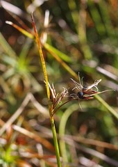 Schoenus pauciflorus