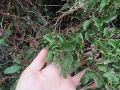 Schinus latifolia, photograph Eric Schmidt, CC BY, iNaturalist via GBIF