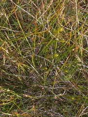 Schoenus pauciflorus
