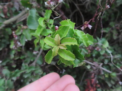 Schinus latifolia, photograph Eric Schmidt, CC BY, iNaturalist via GBIF