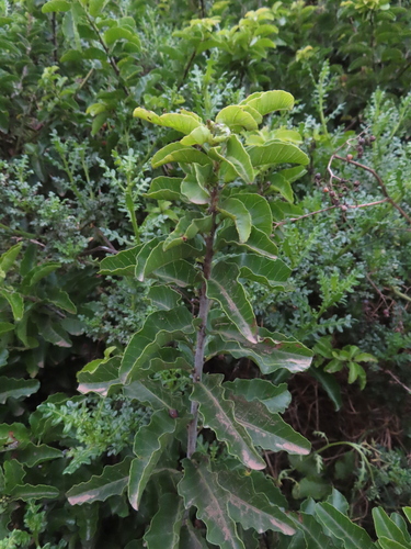 Schinus latifolia, photograph 6