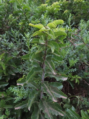 Schinus latifolia, photograph Eric Schmidt, CC BY, iNaturalist via GBIF