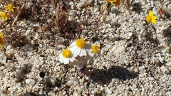 Eriophyllum wallacei rubellum