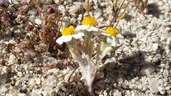 Eriophyllum wallacei rubellum