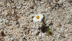 Eriophyllum wallacei rubellum