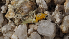 Eriophyllum wallacei rubellum