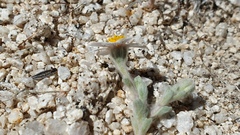 Eriophyllum wallacei rubellum