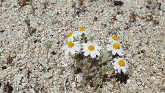 Eriophyllum wallacei rubellum