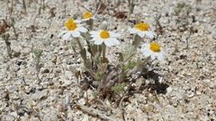Eriophyllum wallacei rubellum