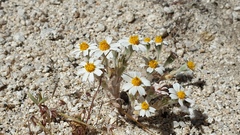 Eriophyllum wallacei rubellum