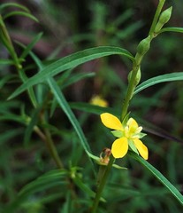 Ludwigia linearis