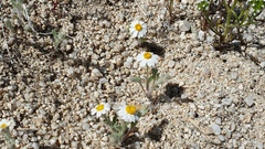 Eriophyllum wallacei rubellum