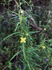 Ludwigia linearis
