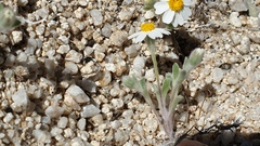 Eriophyllum wallacei rubellum