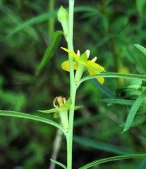 Ludwigia linearis
