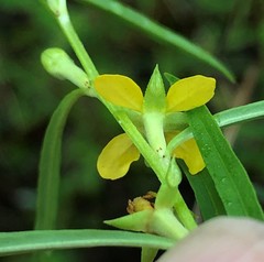Ludwigia linearis