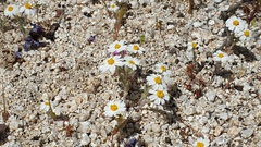 Eriophyllum wallacei rubellum
