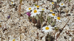 Eriophyllum wallacei rubellum